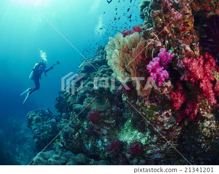 diver with coral 21341201