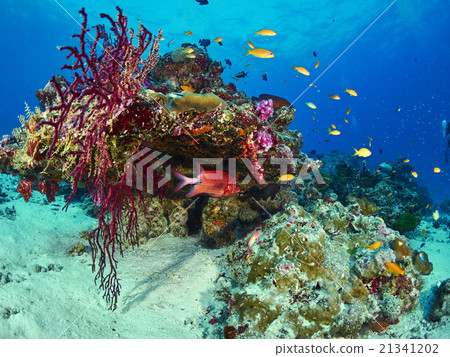 Silverspot Squirrelfish 21341202
