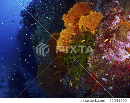 Fan Coral Fan Coral 21341203