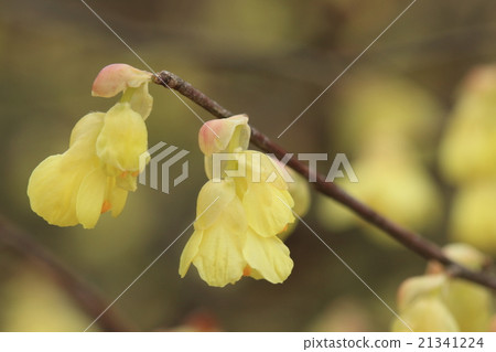 Natural plant Hyuga mizuki, the number of rows of flowers is fewer than that of tosamizuki is few, it is two or three levels Natural plant Hyuga mizuki, the number of rows of flowers is fewer than that of tosamizuki is few, it is two or three levels 21341224