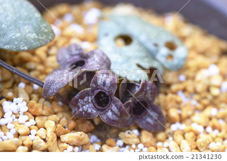 Kanuoi Cold Sea Flower Species Japanese Plants Kanuoi Cold Sea Flower Species Japanese Plants 21341230