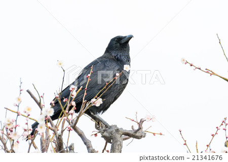 Plum tree on a plum tree 21341676