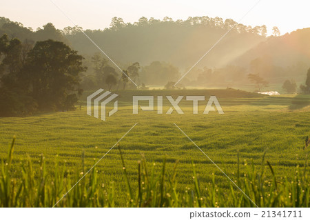 green paddy rice fields of agriculture plantation green paddy rice fields of agriculture plantation 21341711