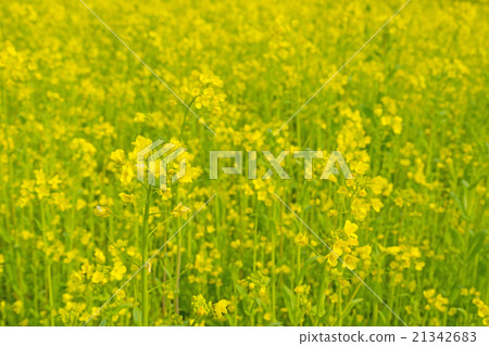 強姦開花 21342683