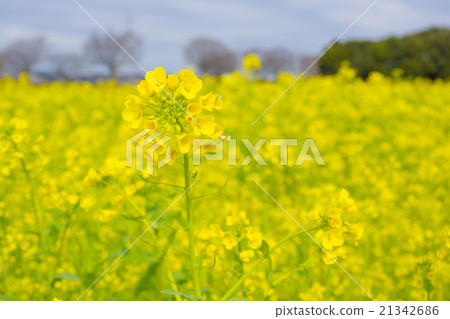 強姦開花 21342686