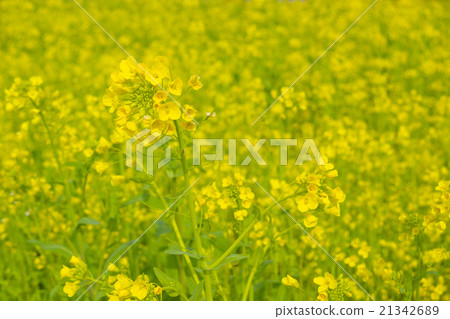 強姦開花 21342689