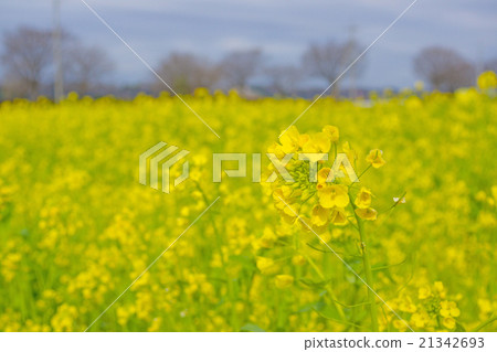 Rape blossoms 21342693