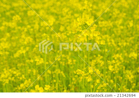 強姦開花 21342694