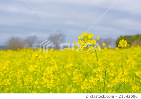 強姦開花 21342696