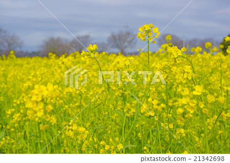 強姦開花 21342698