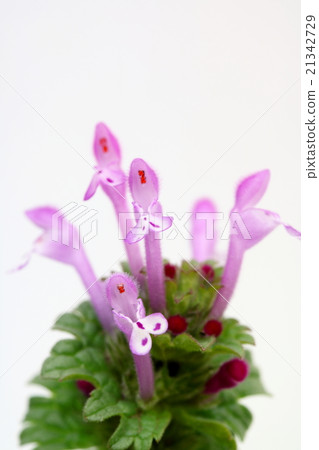 霍托肯諾扎 21342729