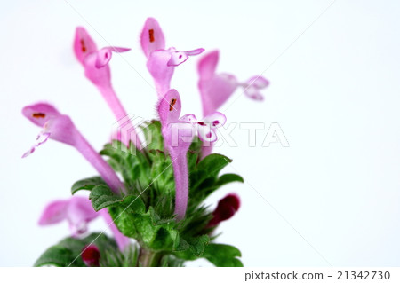 霍托肯諾扎 21342730