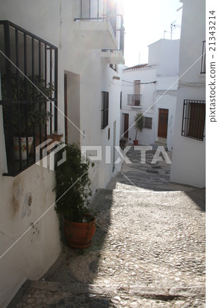 Cat waiting window 21343214