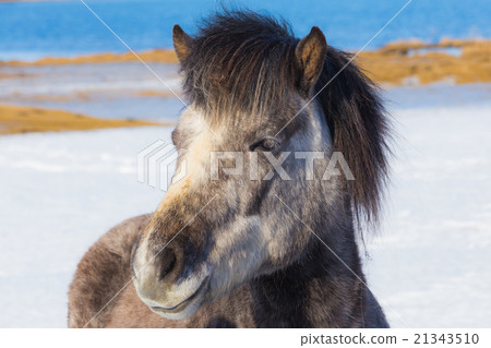 Icelandic horse Portrait Icelandic horse Portrait 21343510