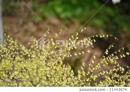 Hinata Mizuki Hinata Mizuki 21343674