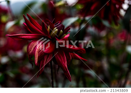 Dahlia variety (circus) Dahlia variety (circus) 21343809