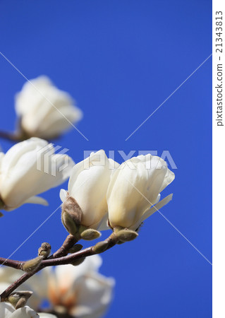 Haku Mokuren in the blue sky 21343813