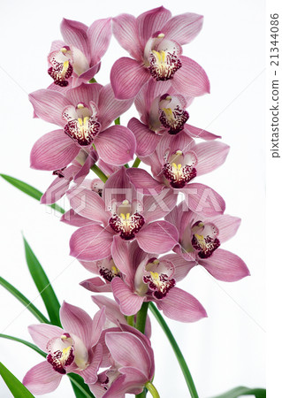 蘭花 21344086