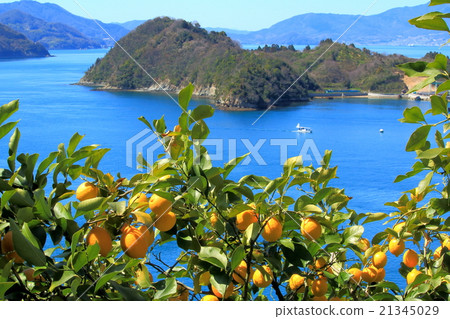 Lemon from Setouchi 21345029