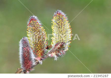 Felines (cat Yanagi) Felines (cat Yanagi) 21345287