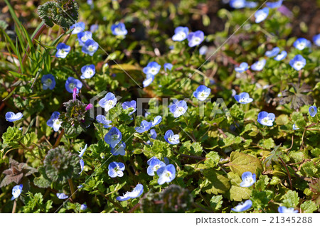 Ooouinunnguri（大狗陰囊） 21345288