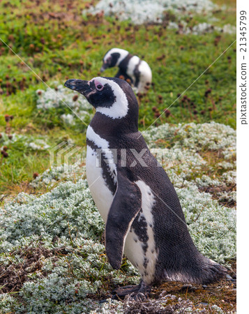 Magellanic Penguin Magellanic Penguin 21345799