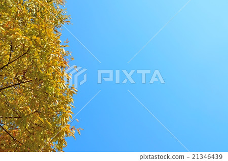 Autumn sky Autumn sky 21346439