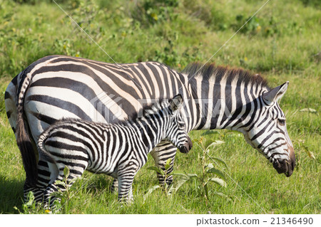 Mother and foal zebra, Equus quagga. Mother and foal zebra, Equus quagga. 21346490