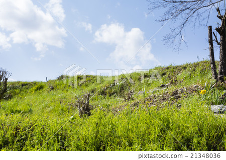 春天來了。 21348036