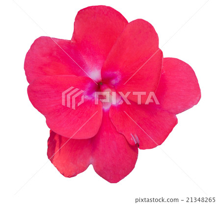 Impatiens walleriana red flower. Impatiens walleriana red flower. 21348265