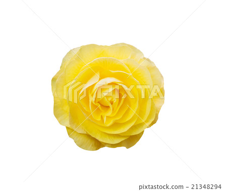Begonia Tuberhybrida yellow flower. Begonia Tuberhybrida yellow flower. 21348294