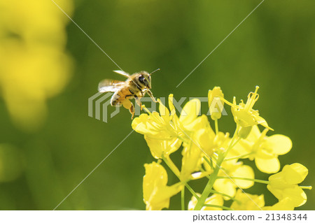 Honey bee flying 21348344