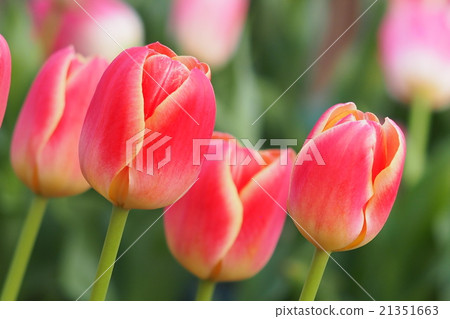 Beautiful tulips Beautiful tulips 21351663