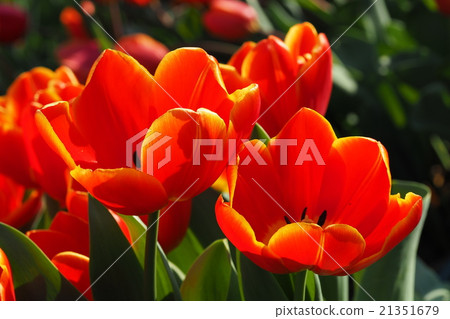 Beautiful tulips Beautiful tulips 21351679
