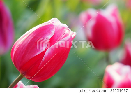Beautiful tulips Beautiful tulips 21351687
