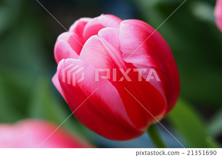 Beautiful tulips Beautiful tulips 21351690
