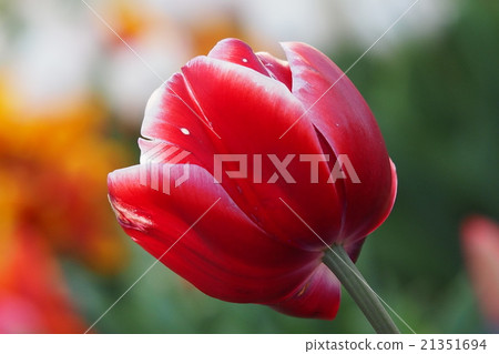 Beautiful tulips Beautiful tulips 21351694
