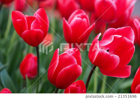 Beautiful tulips Beautiful tulips 21351696