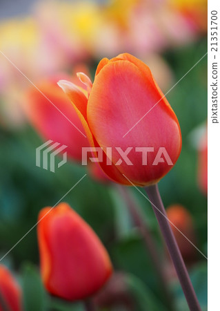 Beautiful tulips Beautiful tulips 21351700