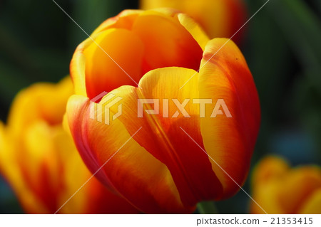 Beautiful tulips Beautiful tulips 21353415