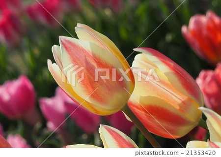 Beautiful tulips Beautiful tulips 21353420