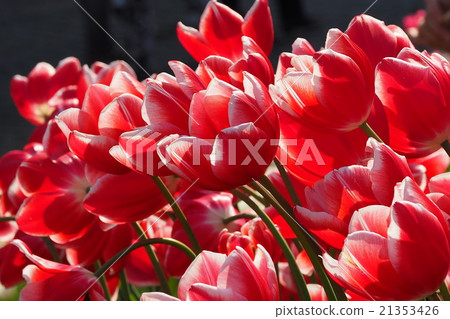 Beautiful tulips Beautiful tulips 21353426