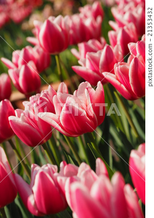 Beautiful tulips Beautiful tulips 21353432