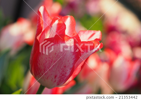Beautiful tulips Beautiful tulips 21353442