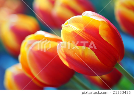 Beautiful tulips Beautiful tulips 21353455
