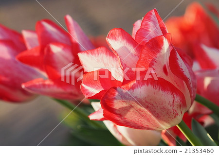 Beautiful tulips Beautiful tulips 21353460