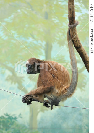 Kenaga Monkey 21353510