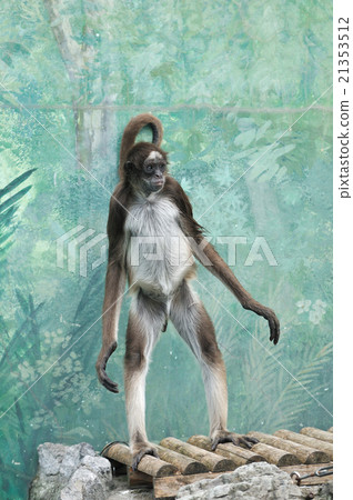 Kenaga Monkey 21353512