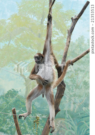 Kenaga Monkey 21353513