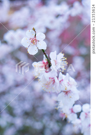 Plum blossoms in spring full bloom Plum blossoms in spring full bloom 21353614